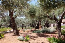 Gethsemane-25.jpg