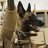 workingdog